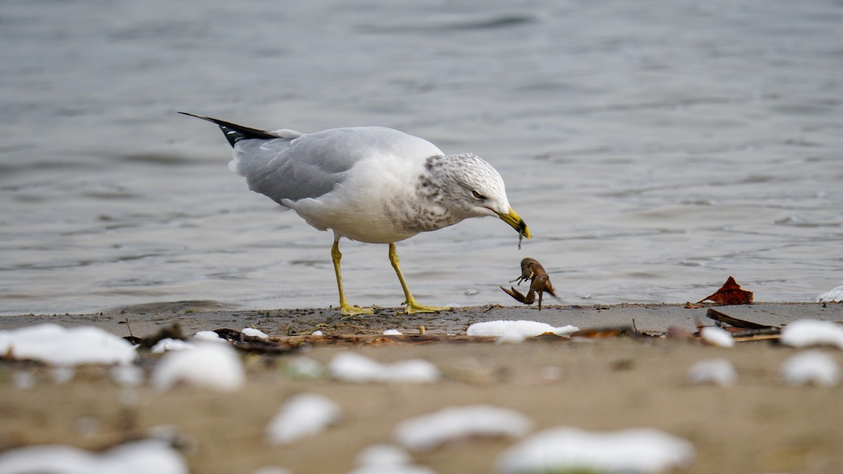 Ring-billed Gull - ML613506691