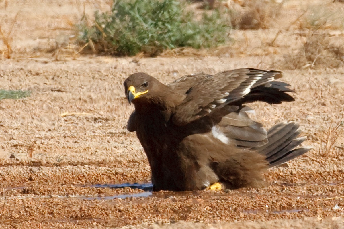 Steppe Eagle - ML613506762