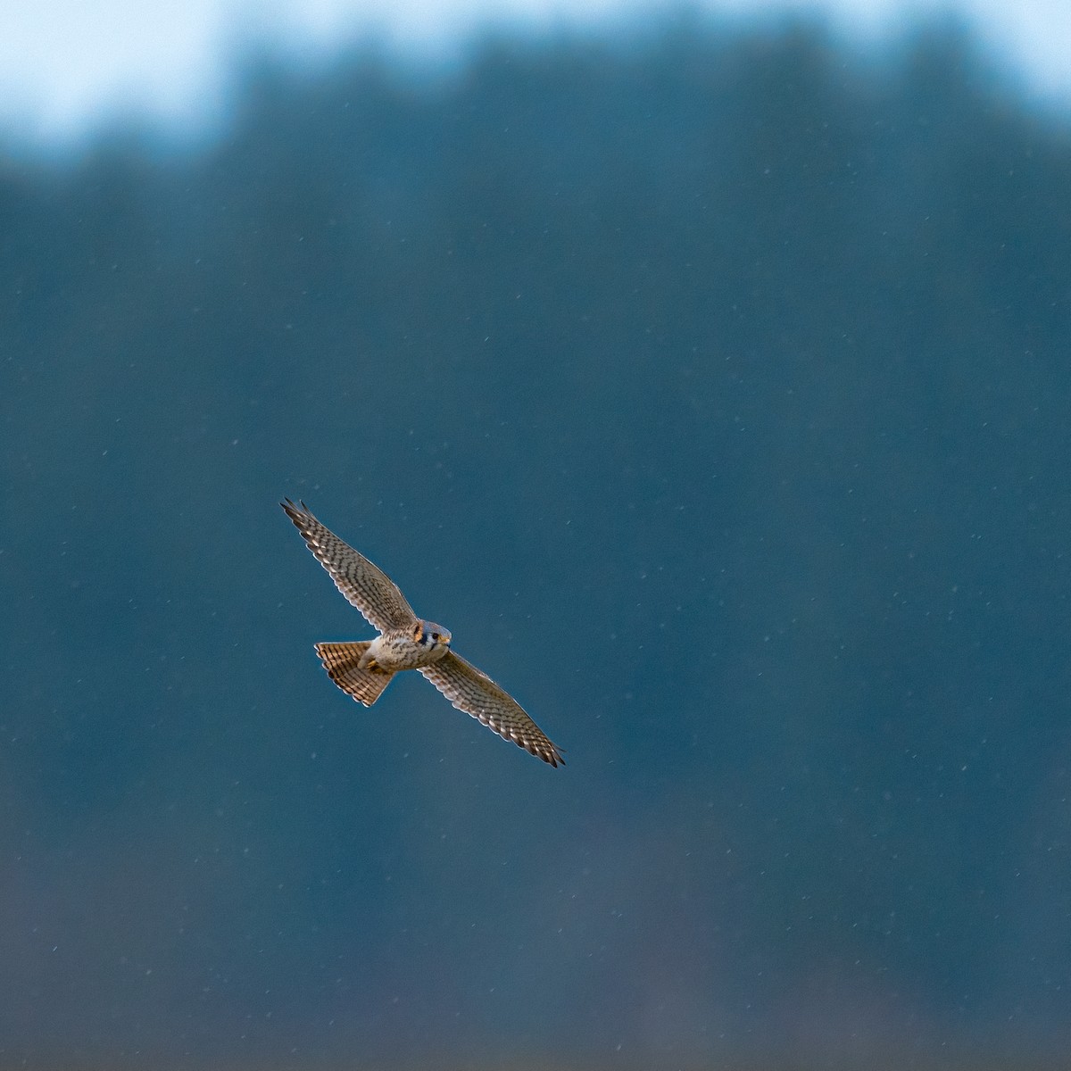 American Kestrel - ML613506813