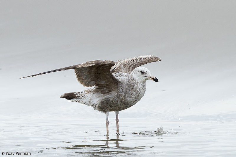 Herring Gull - Yoav Perlman