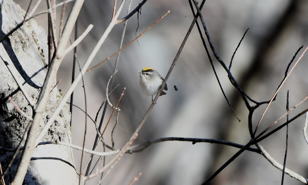 Golden-crowned Kinglet - ML613506852