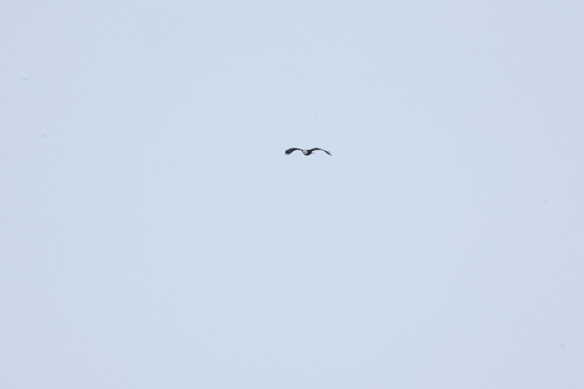 Белоголовый орлан - ML613506867