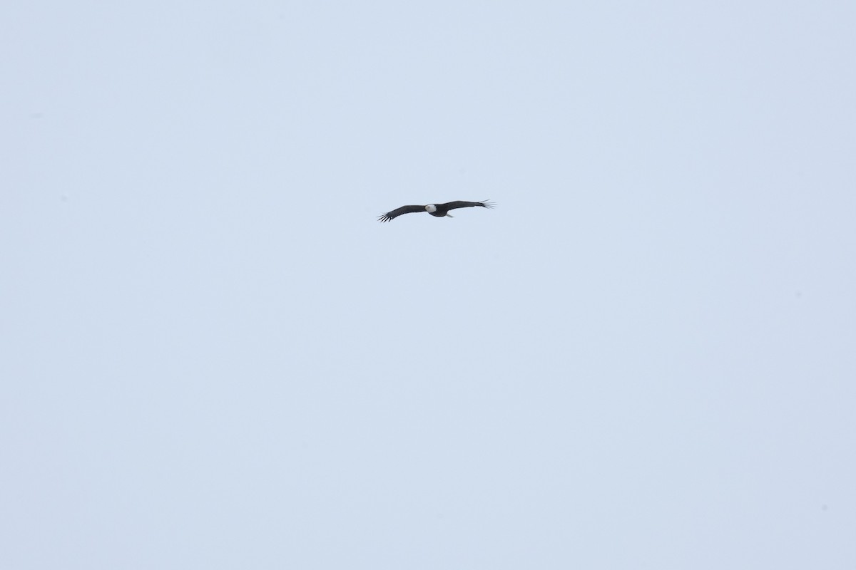 Белоголовый орлан - ML613506869