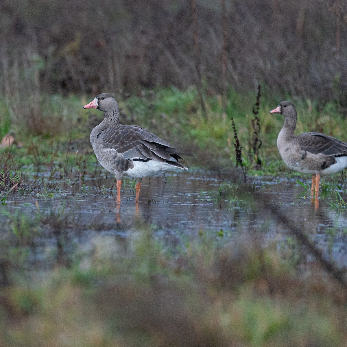 Greater White-fronted Goose - ML613506953