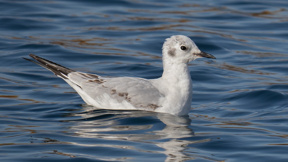 Bonaparte's Gull - Simon Tonkin