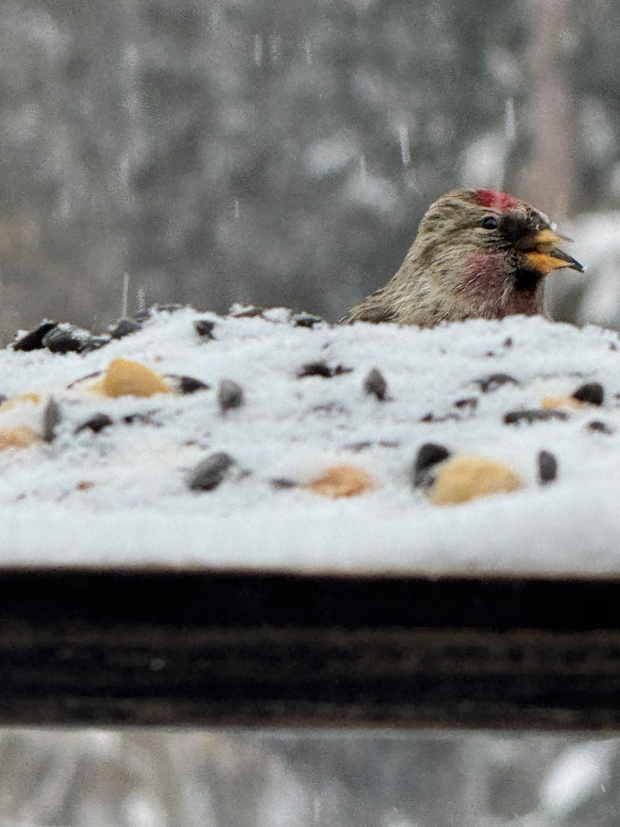 Common Redpoll - ML613506997