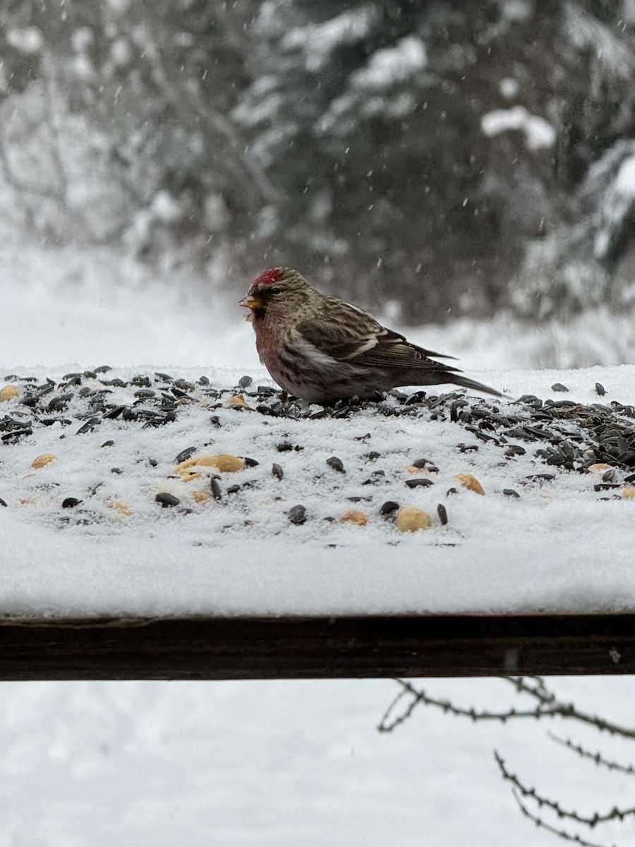 Common Redpoll - ML613506998