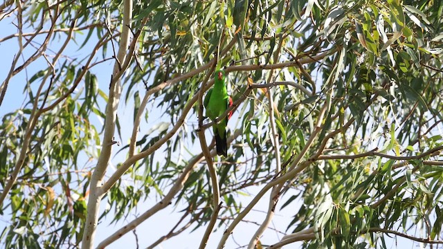 Red-winged Parrot - ML613507023