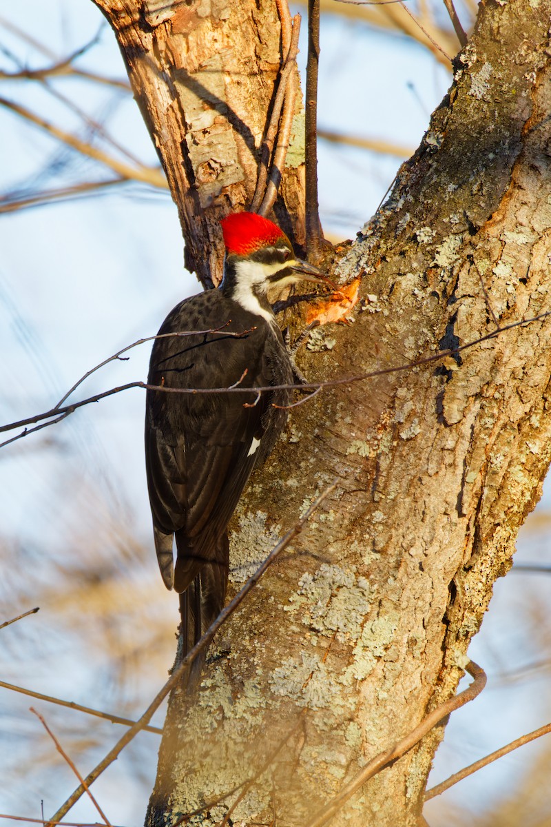 Pileated Woodpecker - ML613507025