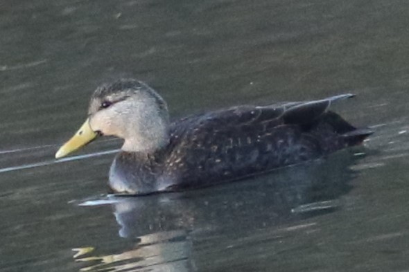 American Black Duck - michael vedder