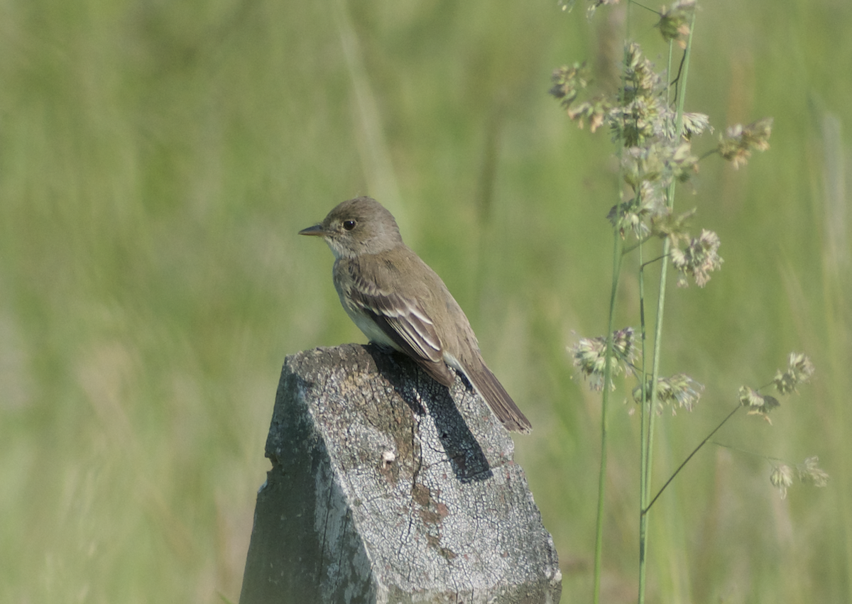 Willow Flycatcher - ML613507056