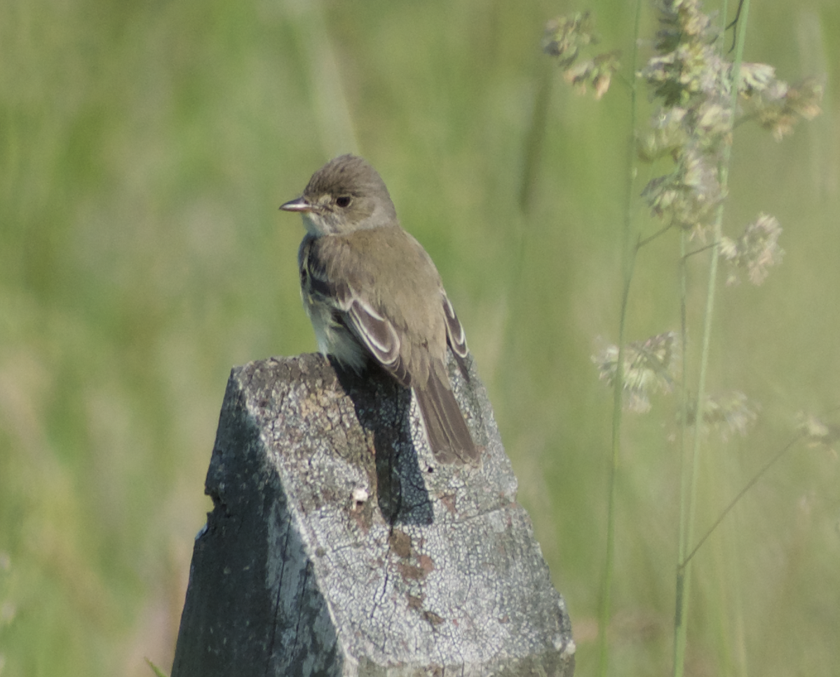 Willow Flycatcher - ML613507057