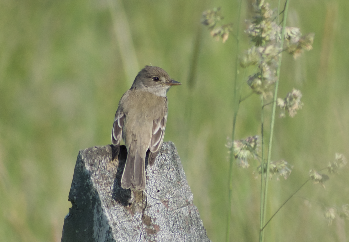 Willow Flycatcher - ML613507058