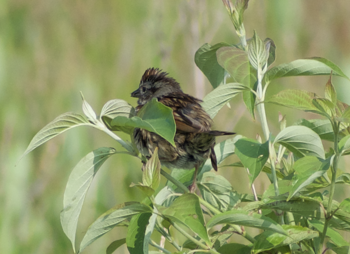 Swamp Sparrow - ML613507127