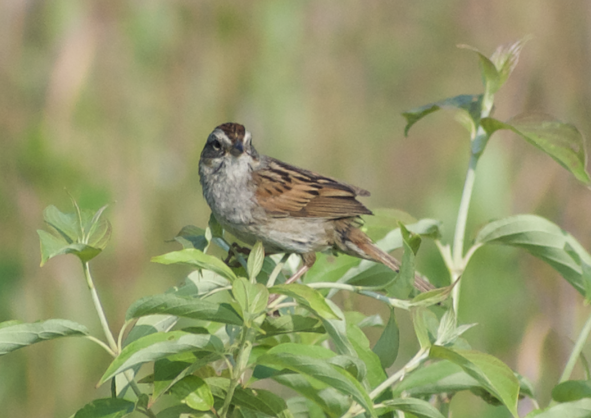 Swamp Sparrow - ML613507128