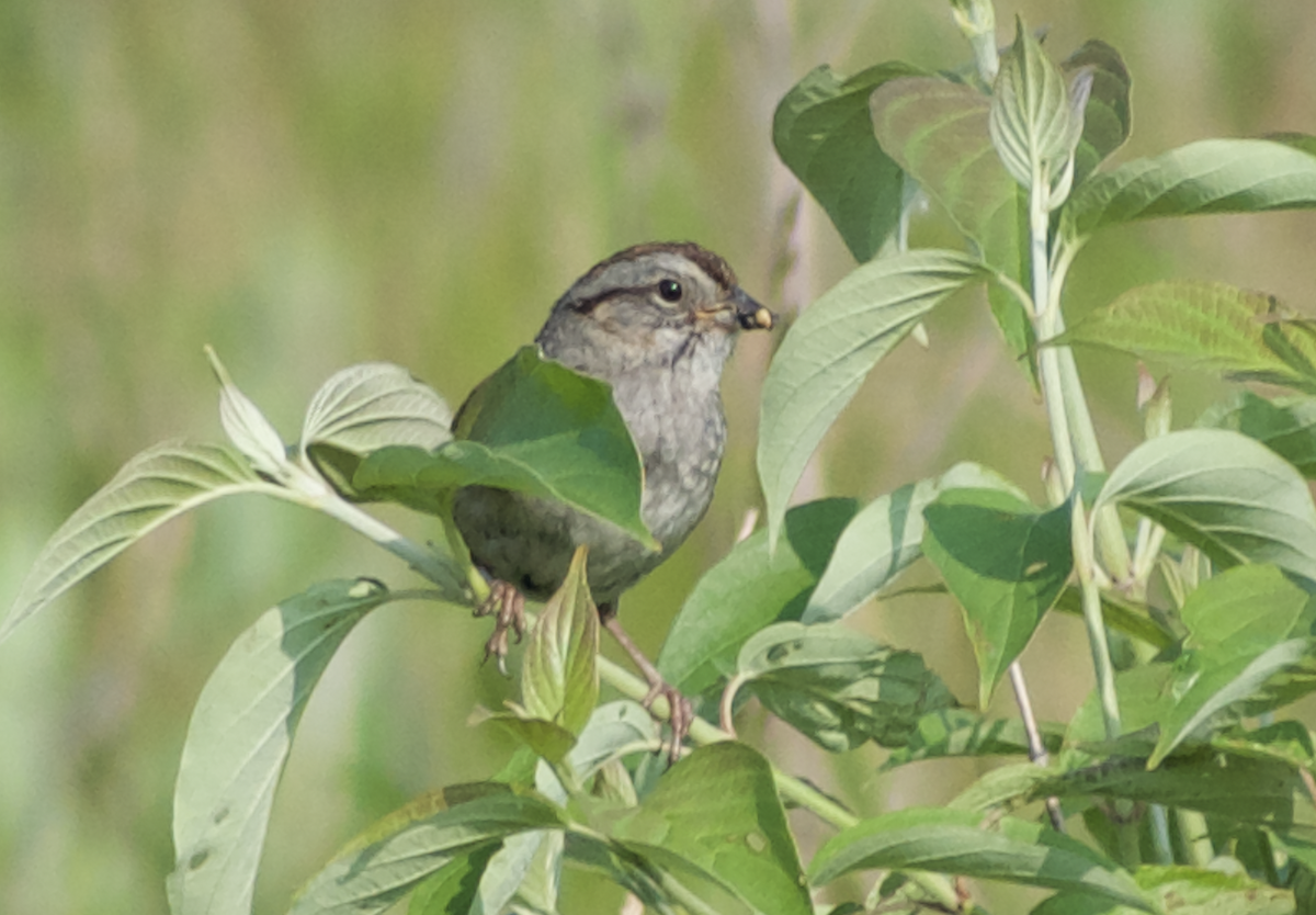Swamp Sparrow - ML613507129