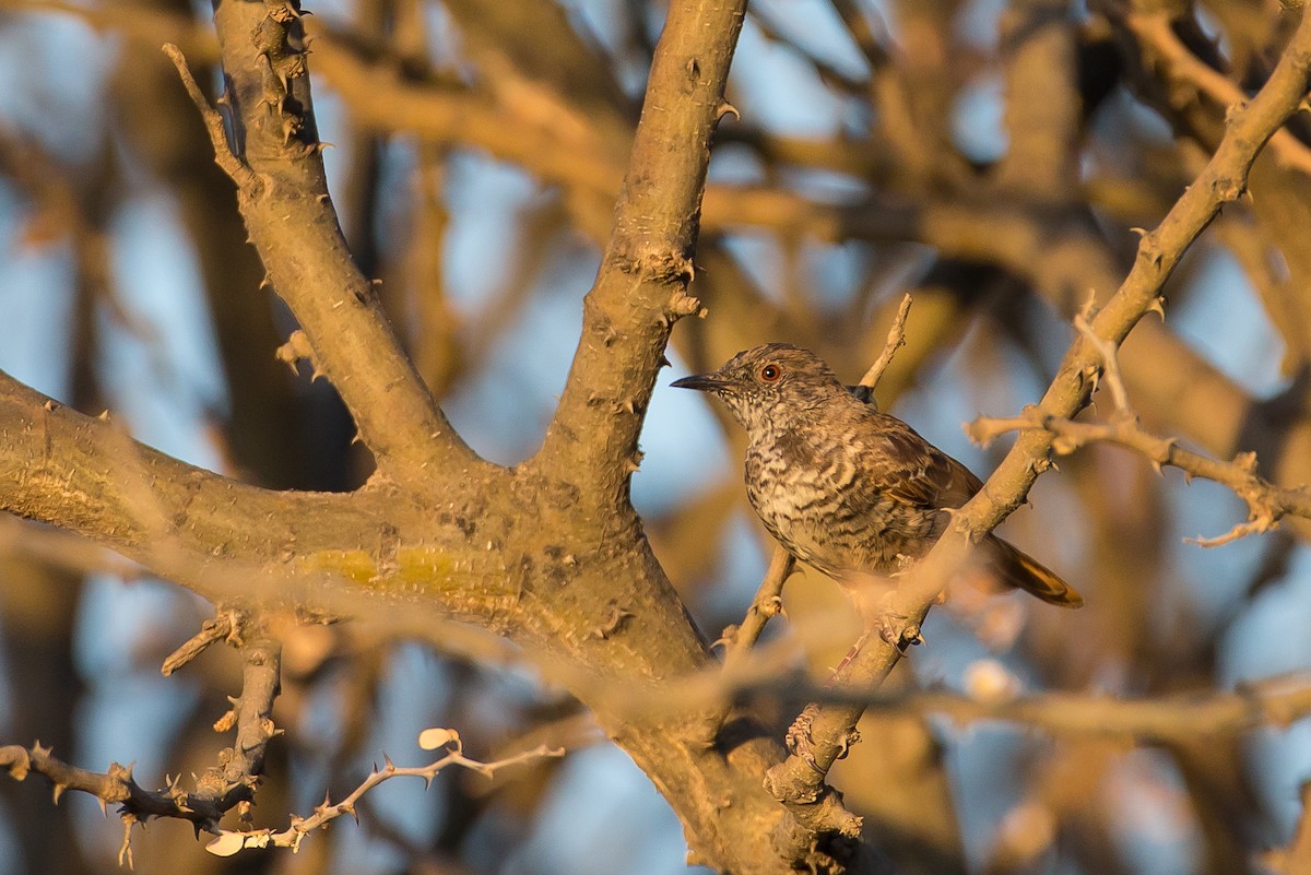 Barred Wren-Warbler - ML613507132