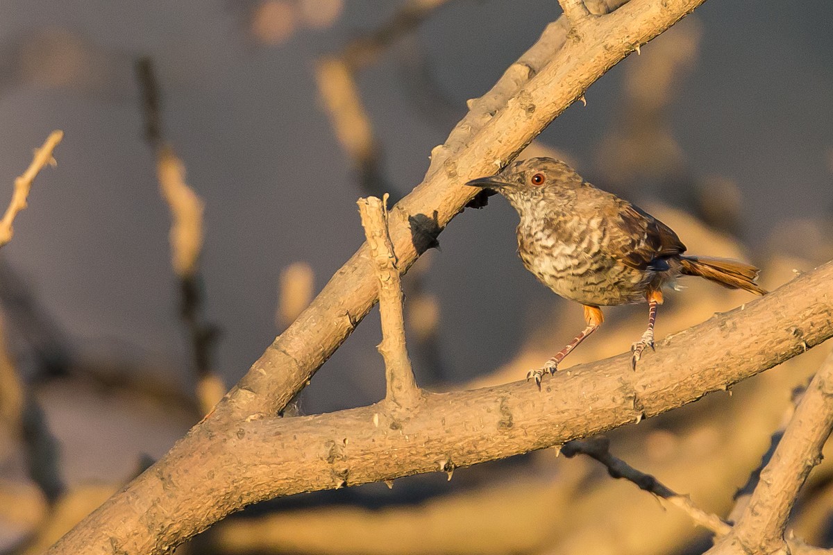 Barred Wren-Warbler - ML613507133