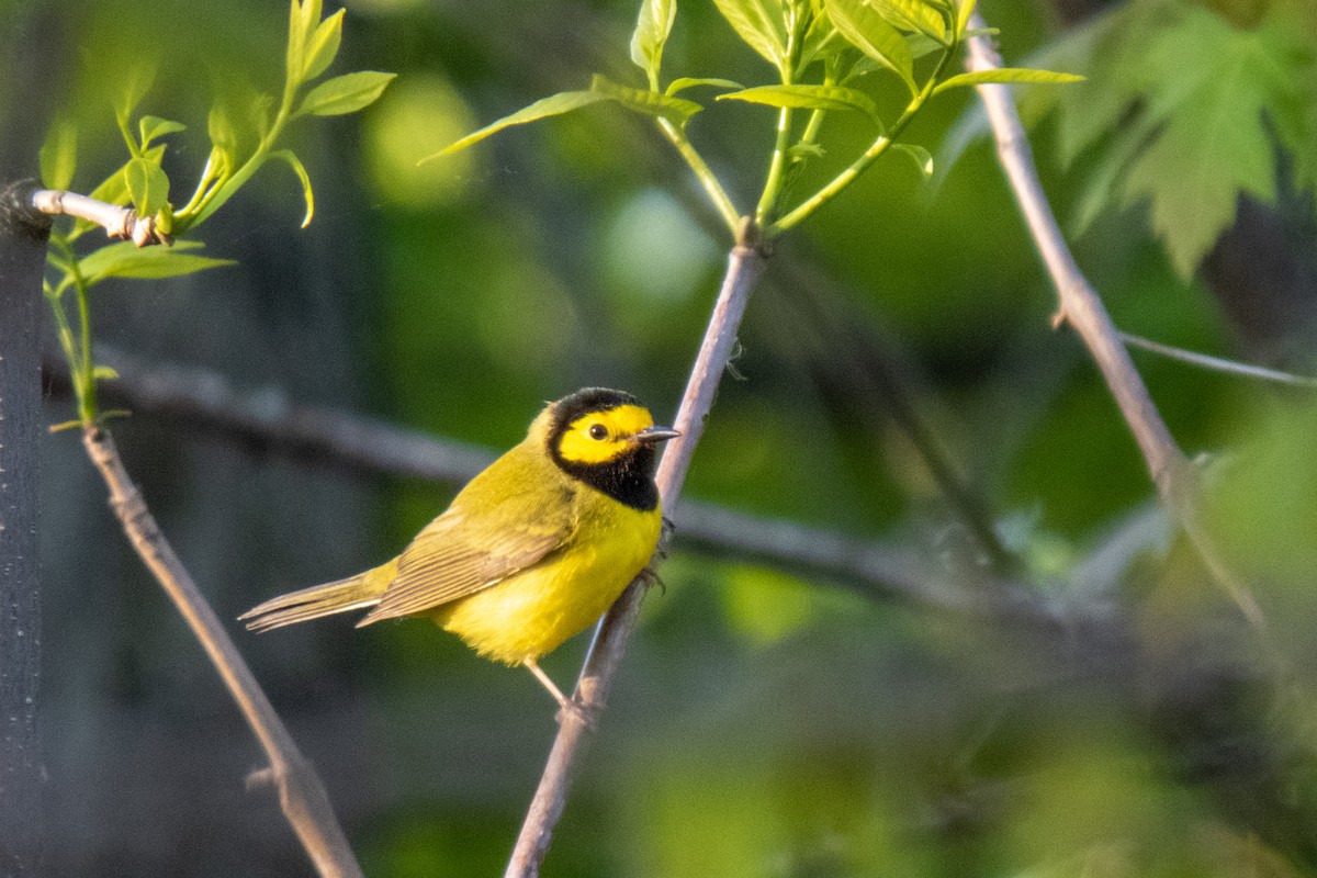 Hooded Warbler - ML613507138