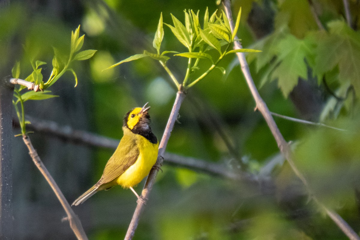 Hooded Warbler - ML613507141