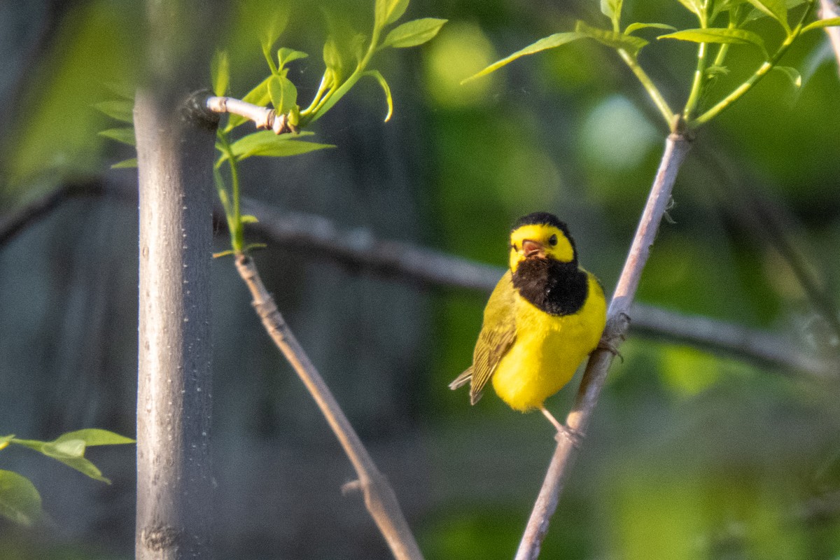 Hooded Warbler - ML613507142