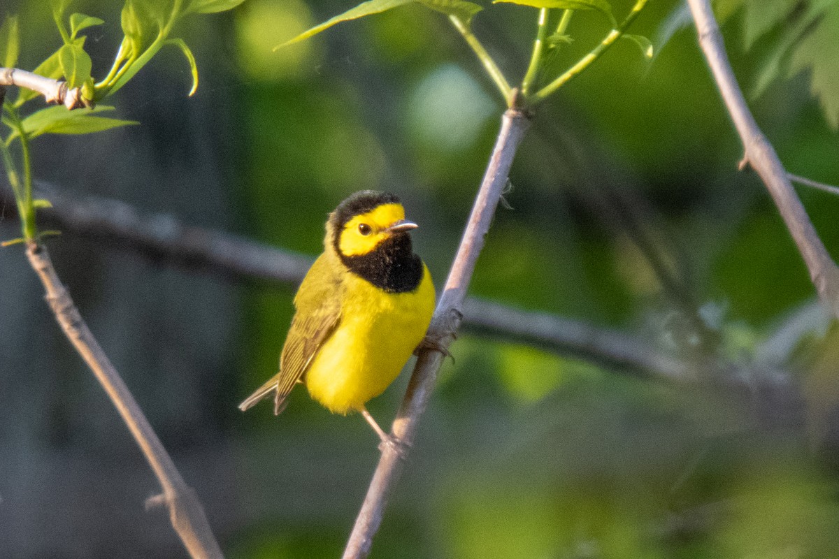 Hooded Warbler - ML613507143