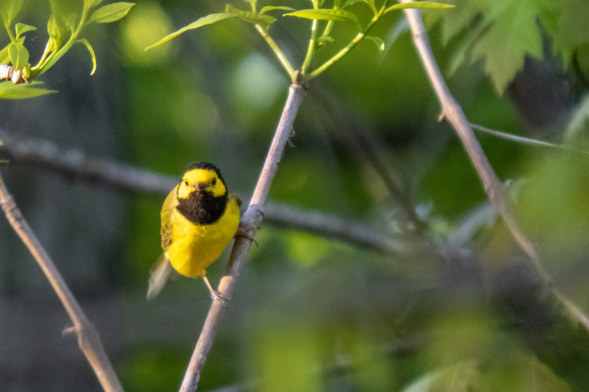 Hooded Warbler - Trevor Zook