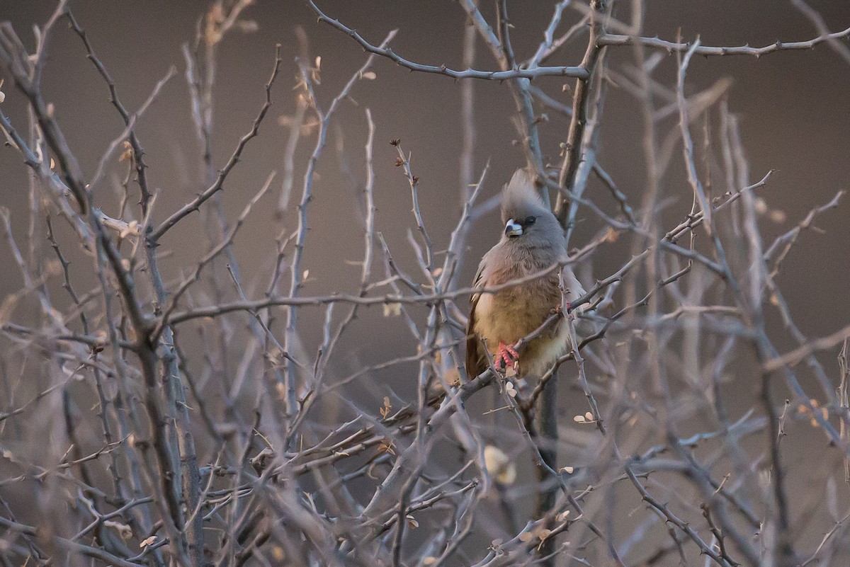 White-backed Mousebird - ML613507170