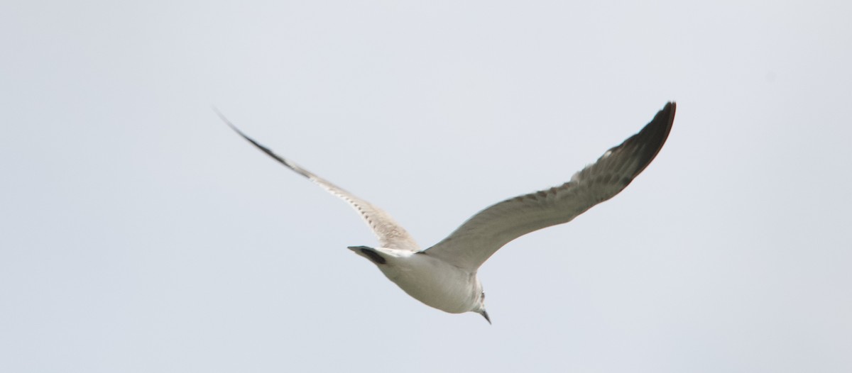 Franklin's Gull - ML613507267