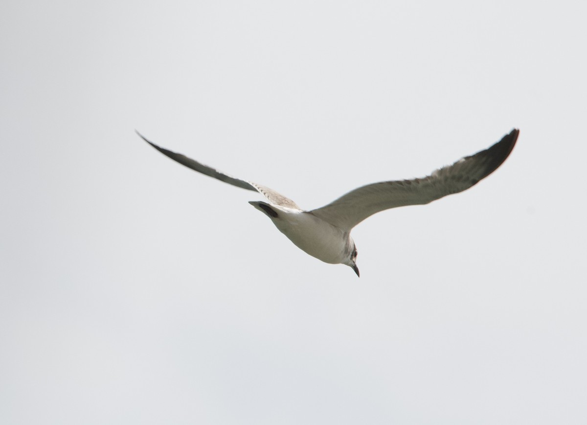 Franklin's Gull - ML613507268