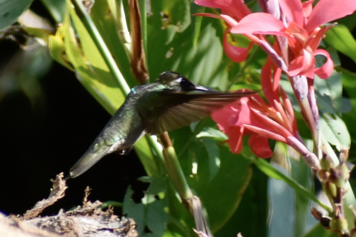 Rivoli's Hummingbird - ML613507295