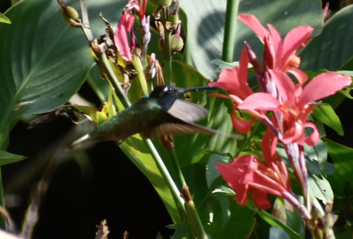 Rivoli's Hummingbird - ML613507297