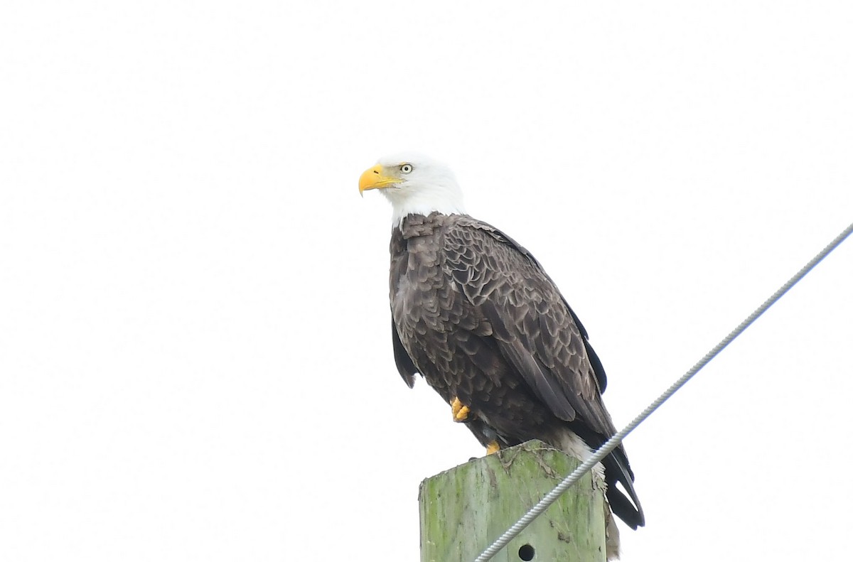 Bald Eagle - ML613507300