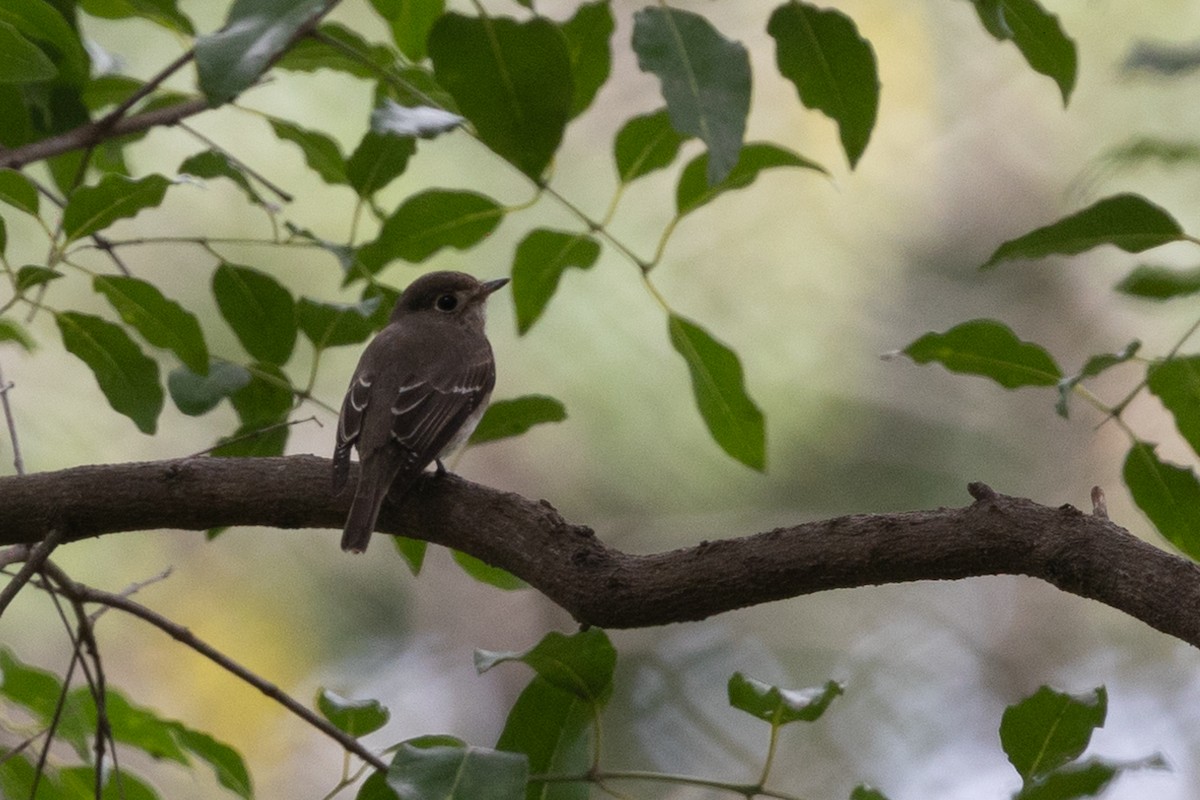 Muscicapa sp. - ML613507356