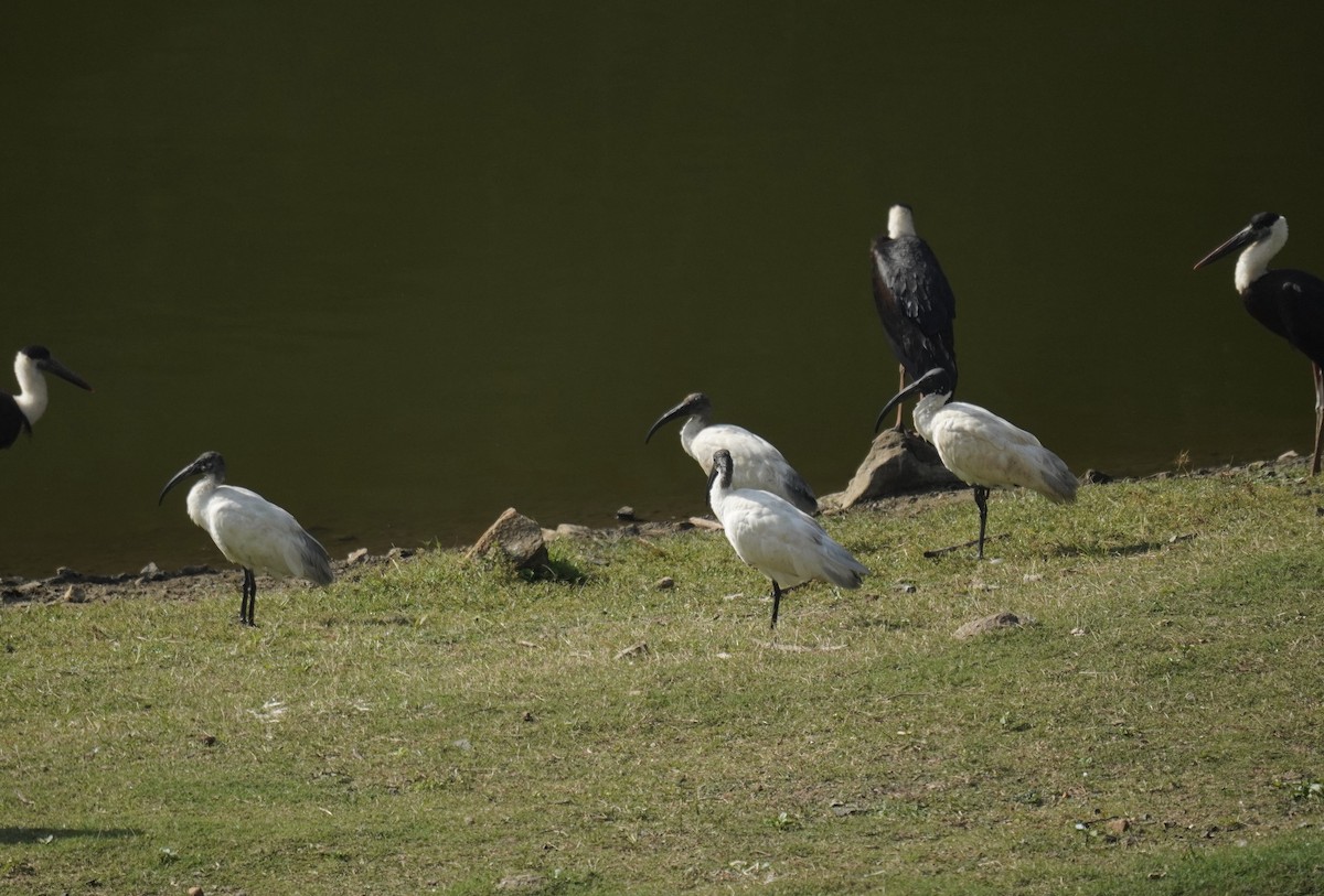 Black-headed Ibis - ML613507377