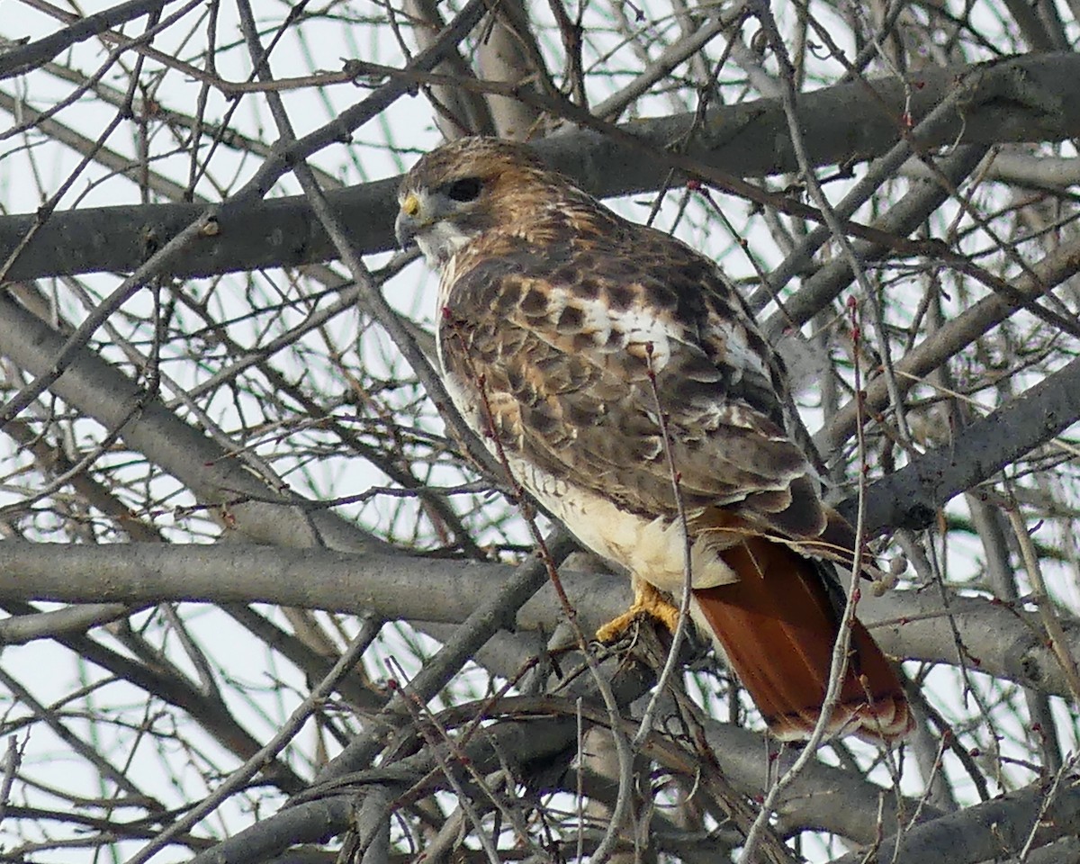 Red-tailed Hawk - ML613507379