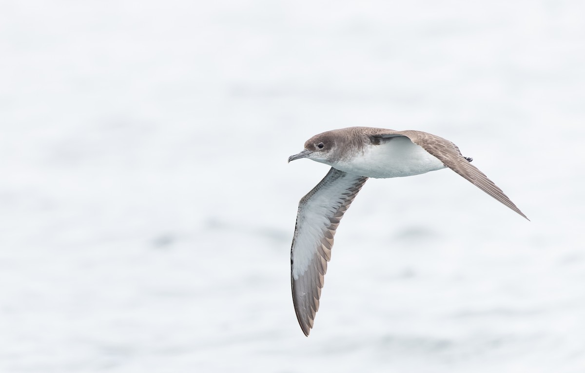 Fluttering Shearwater - ML613507388