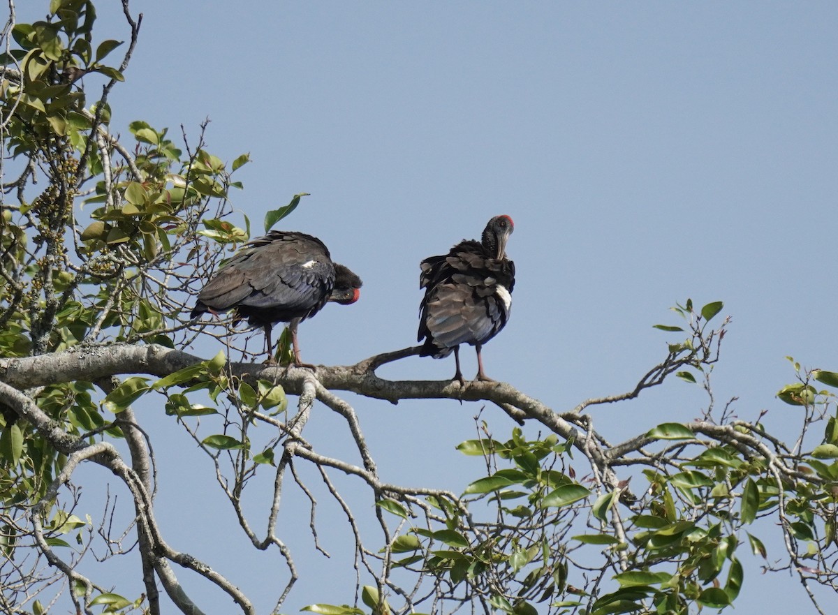 ibis bradavičnatý - ML613507404