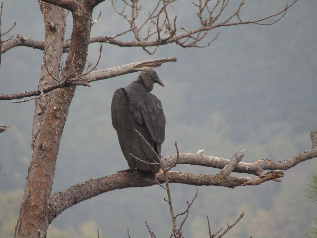 Black Vulture - ML613507407