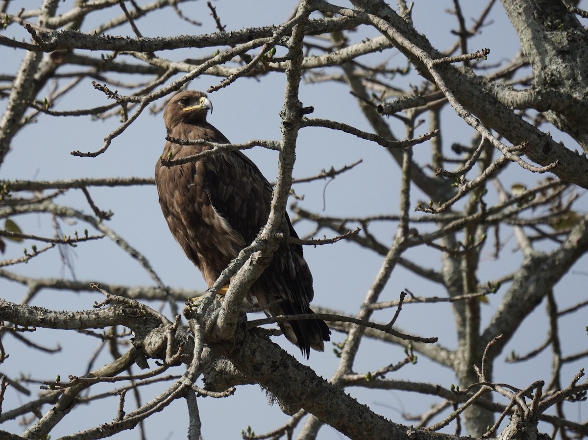 Steppe Eagle - ML613507486