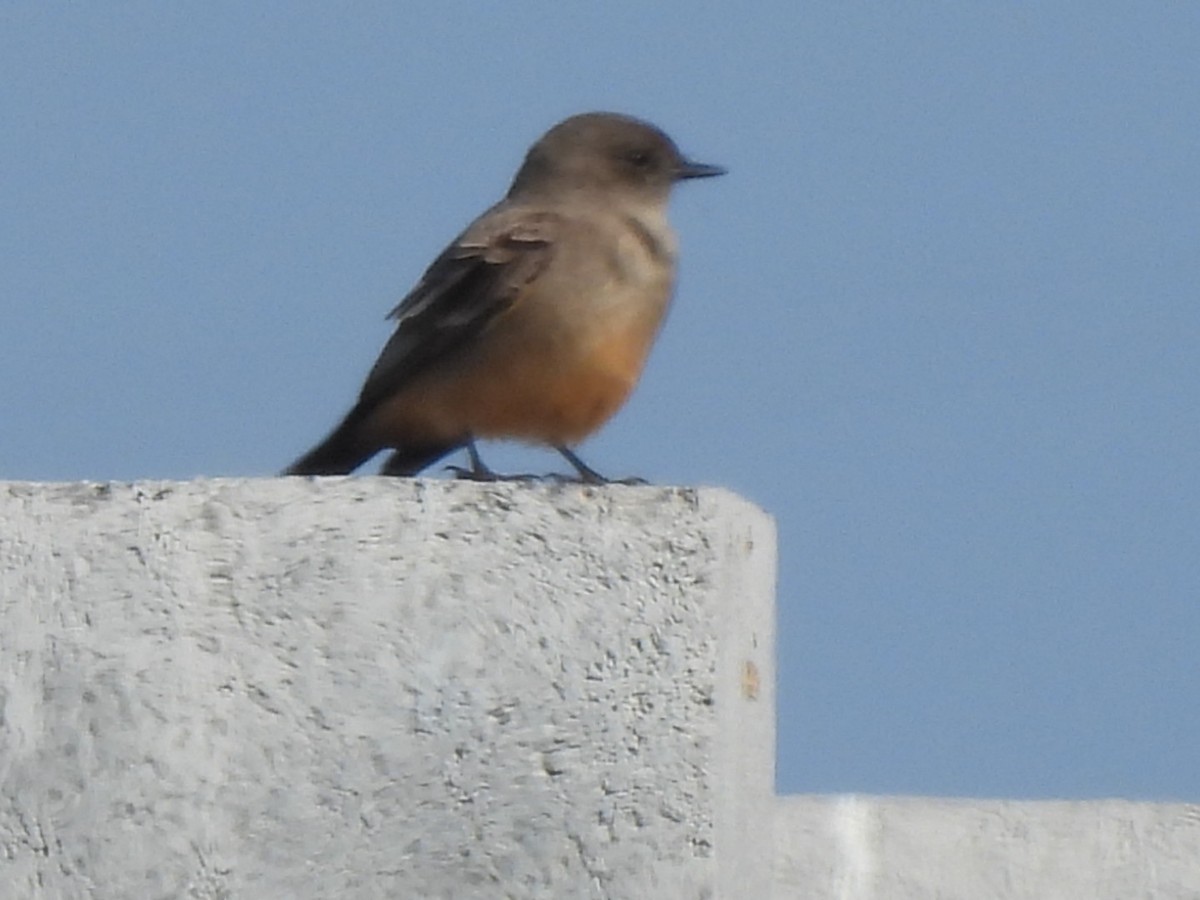 Say's Phoebe - ML613507497