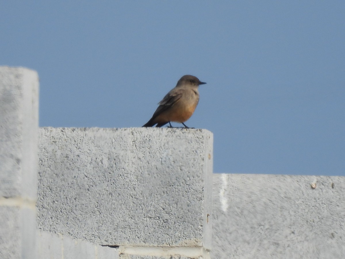 Say's Phoebe - Sandy and Randy Reed