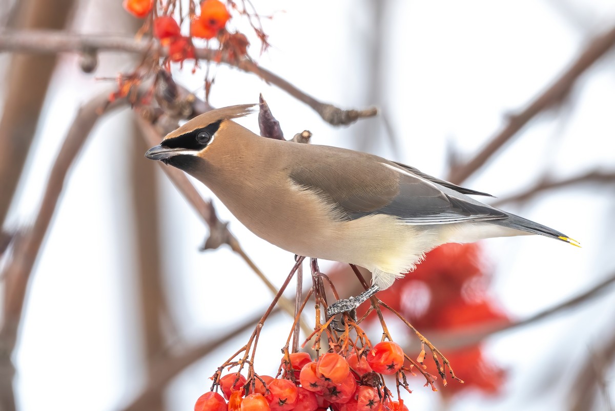 Cedar Waxwing - ML613507517