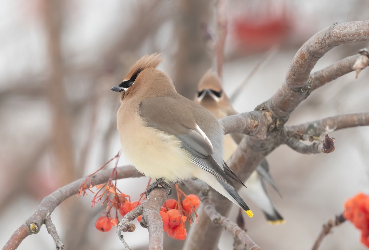 Cedar Waxwing - ML613507518