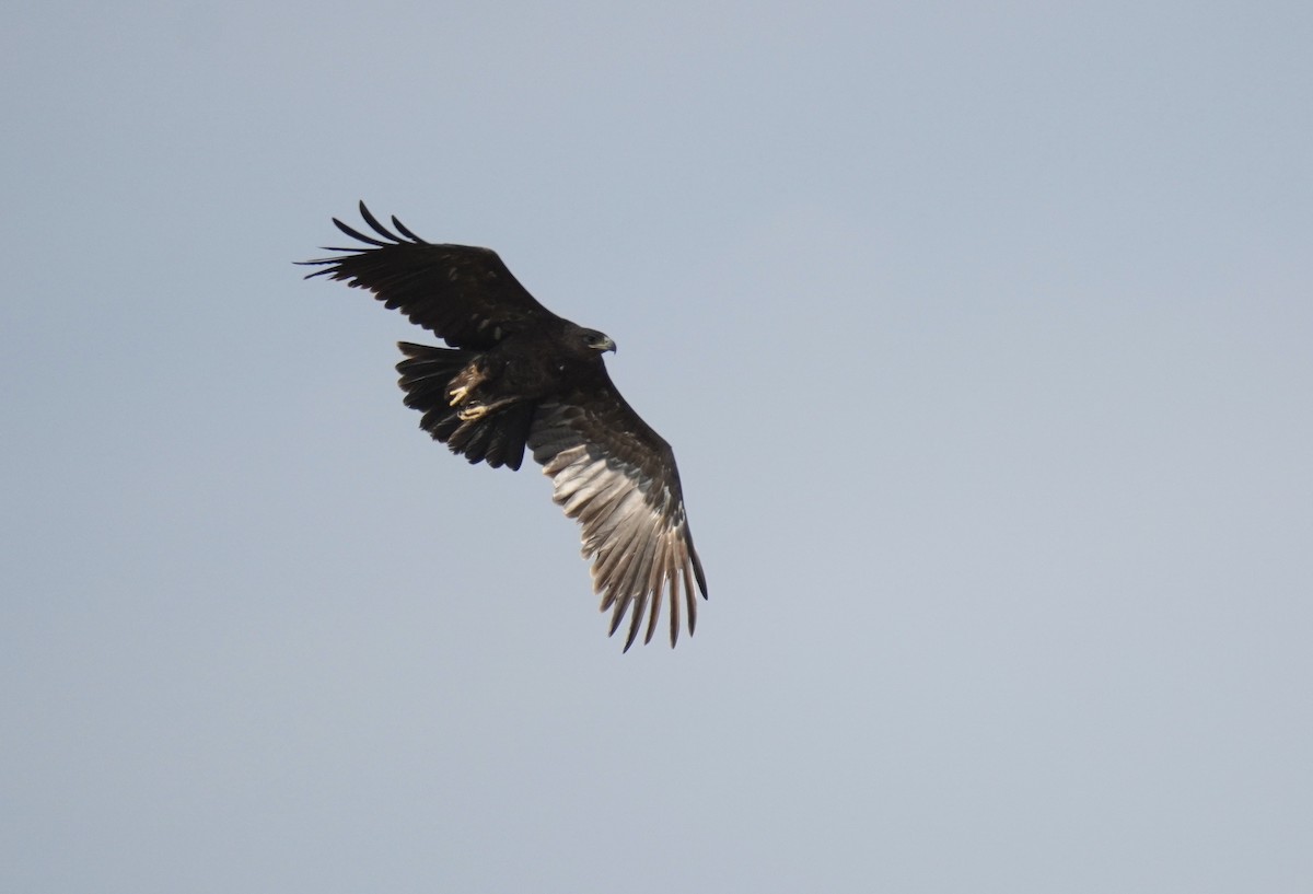 Águila Moteada - ML613507537