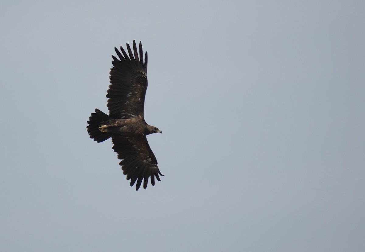 Greater Spotted Eagle - ML613507549