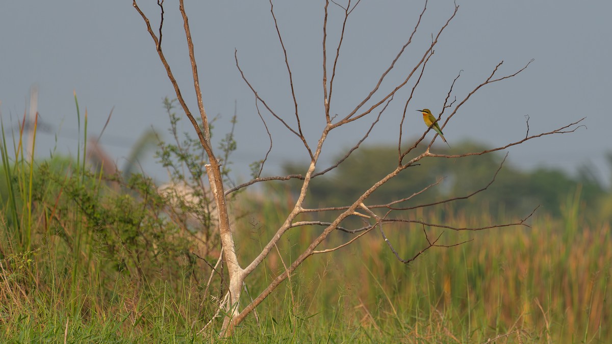 Blue-tailed Bee-eater - ML613507553