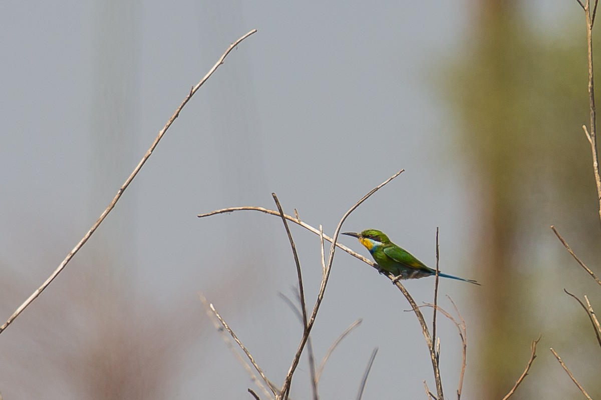 Swallow-tailed Bee-eater - ML613507556