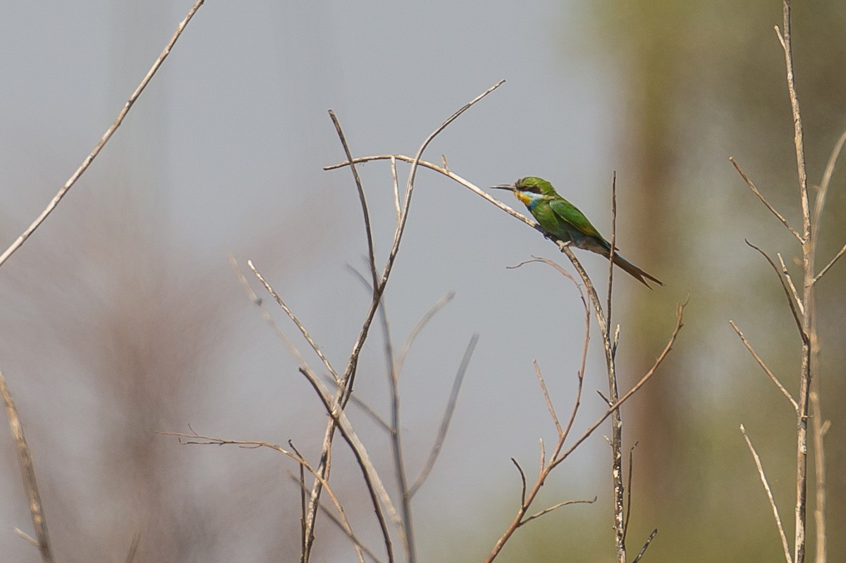 Swallow-tailed Bee-eater - ML613507557