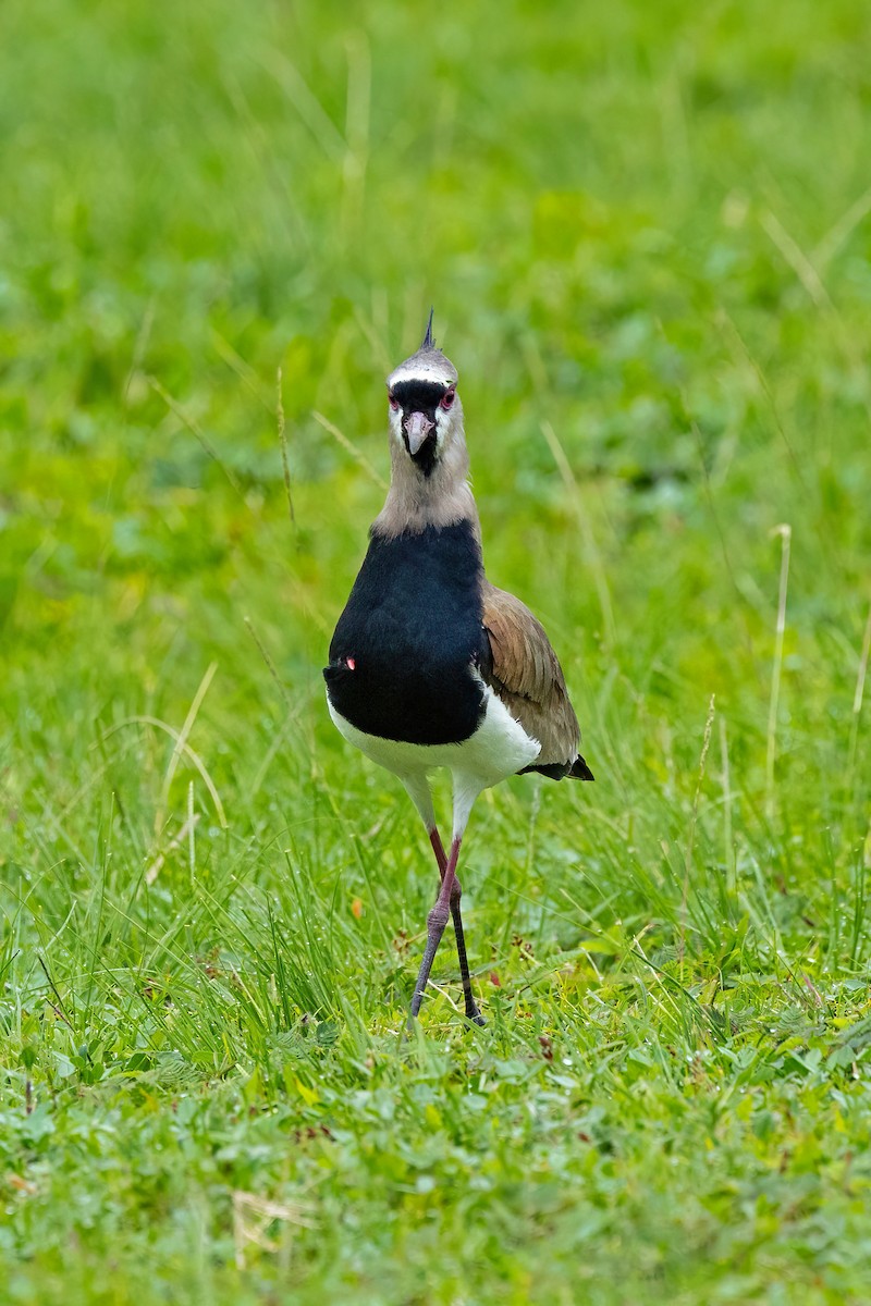 Southern Lapwing - ML613507580